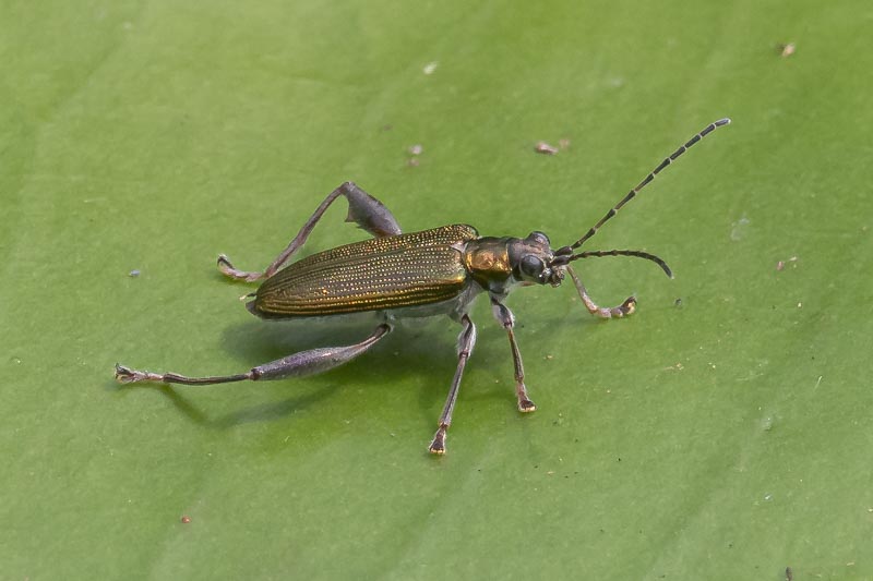 Donacia crassipes (Water-lily Reed Beetle).jpg